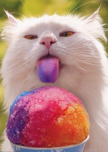 cat-tastes-the-rainbow