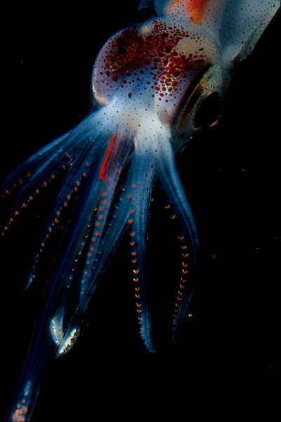 Abraliopsis squid
