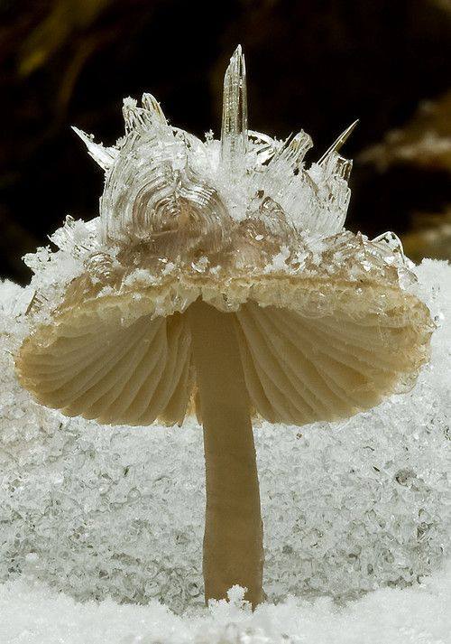 frost mushrooms